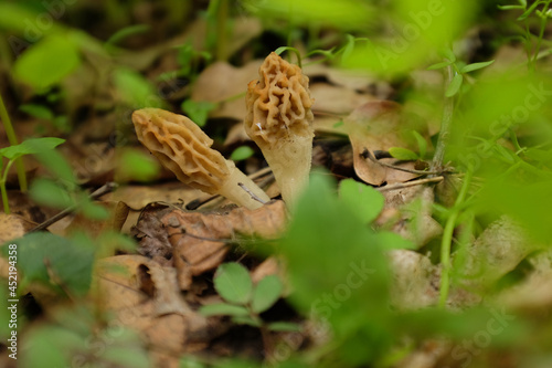 Morel Mushrooms in Western Pennsylvania