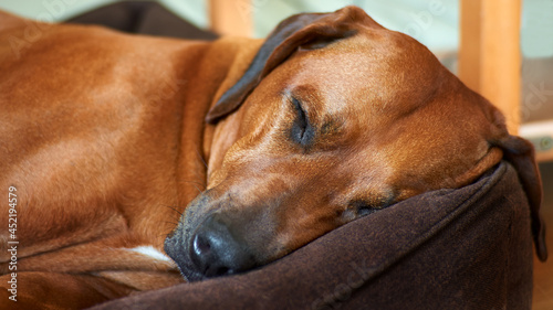 Close up dog sleeping in its bed at home