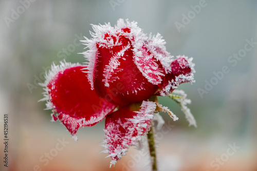 Frost-covered red rose in the garden in autumn or early winter