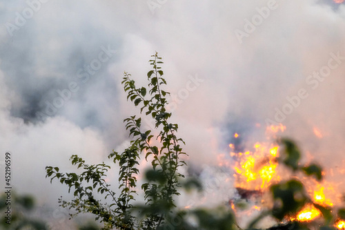 Fire and thick smoke in the forest. Fire in the forest due to careless handling of fire