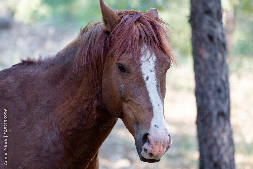 Obraz premium Wild horse