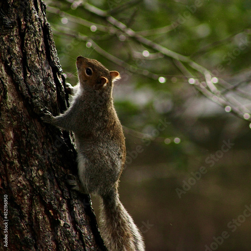 funny cute squirrel in the nature