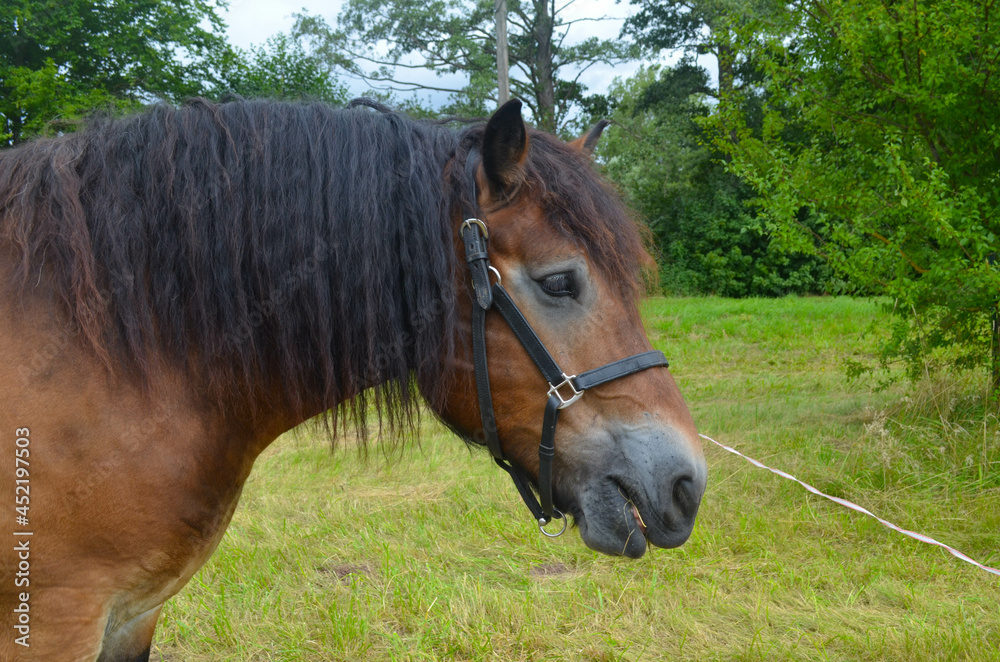 Fototapeta premium Pferde