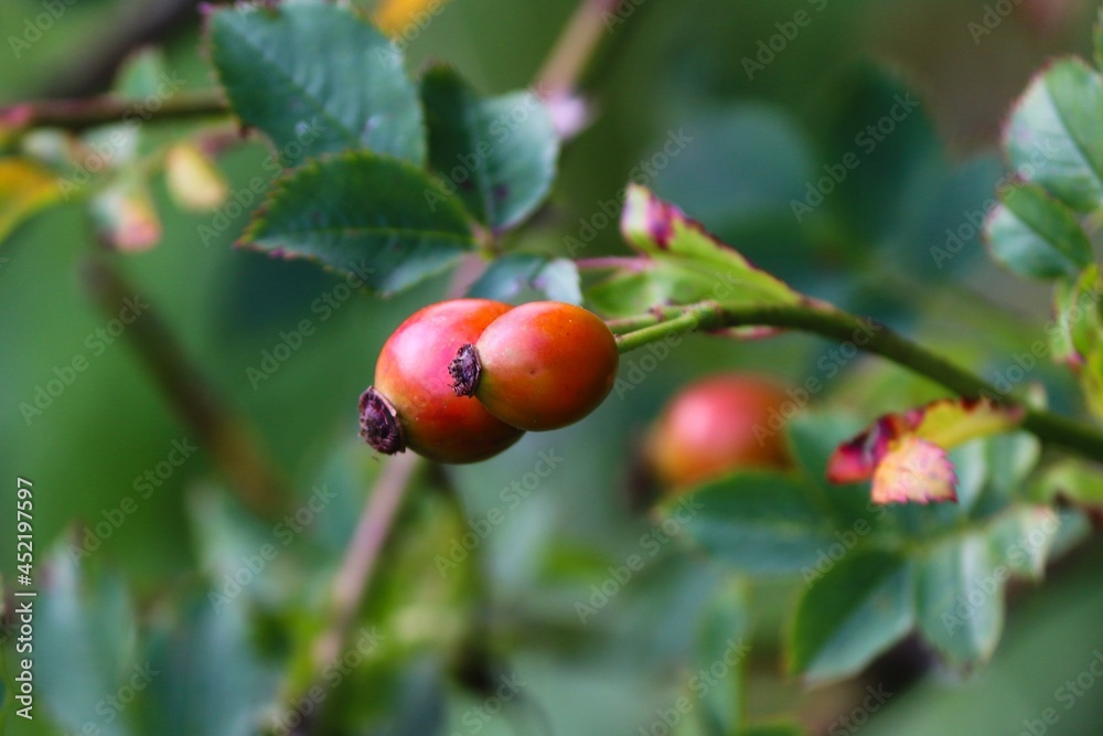 rote Hagebutten am Strauch