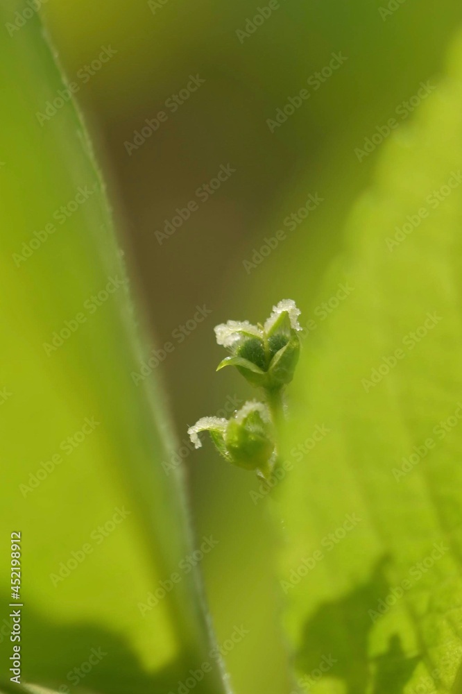 Dog's mercury Mercurialis perennis