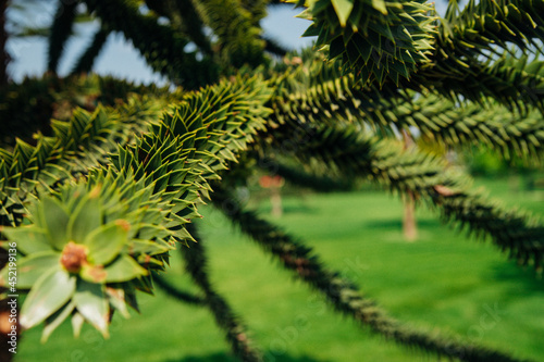 Close-up of a beautiful green geometric rose  a branch of araucaria araucana on the background of a green garden.