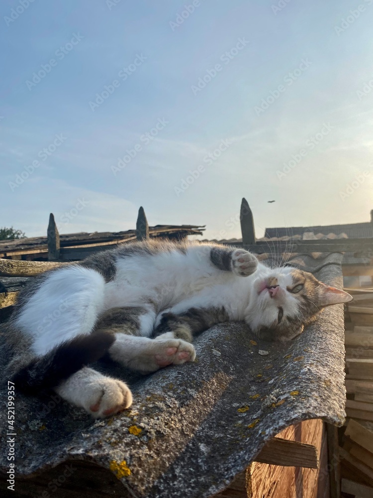 Fototapeta premium sea lion on the beach