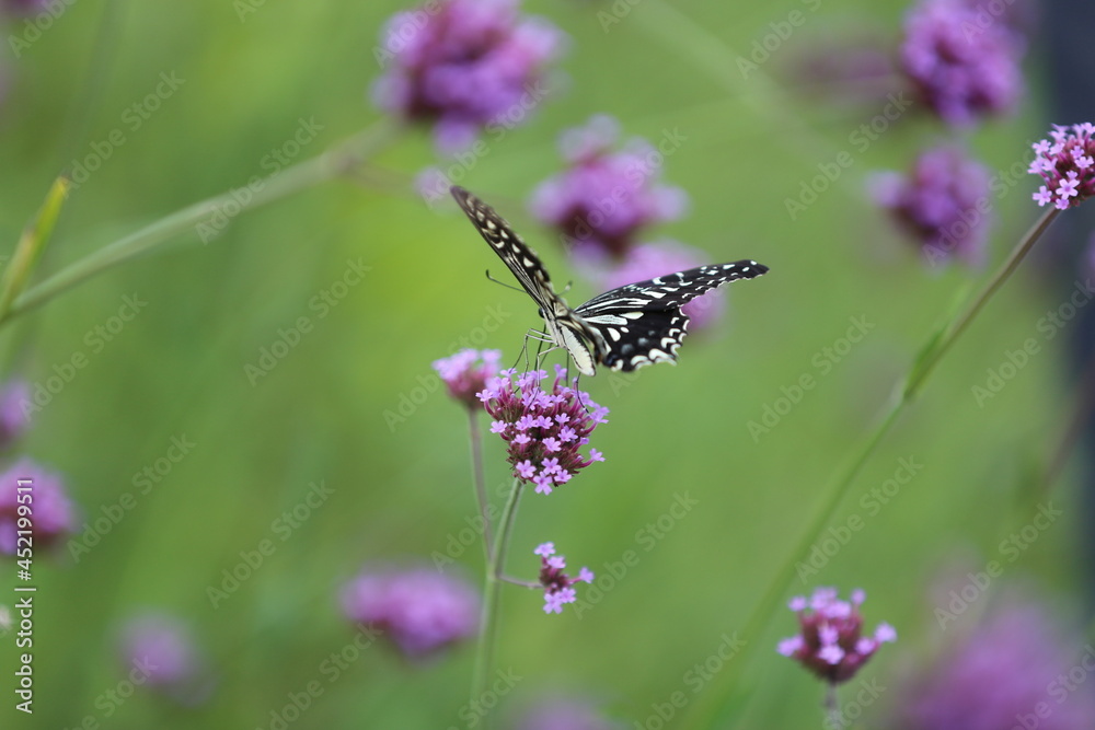 Butterfly sucking nectar from a purple flower. Butterfly sucking nectar from a purple flower.