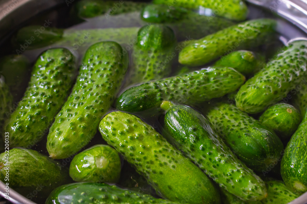 Fresh cucumbers in water. Harvest of ripe cucumbers. Grocery concept. Organic vegetables. Farm market. Vitamins concept. Raw food. Autumn harvest. Agriculture concept. Fresh cucumbers in water. Harvest of ripe cucumbers. Grocery concept. Organic vegetables. Farm market. Vitamins concept. Raw food. Autumn harvest. Agriculture concept.