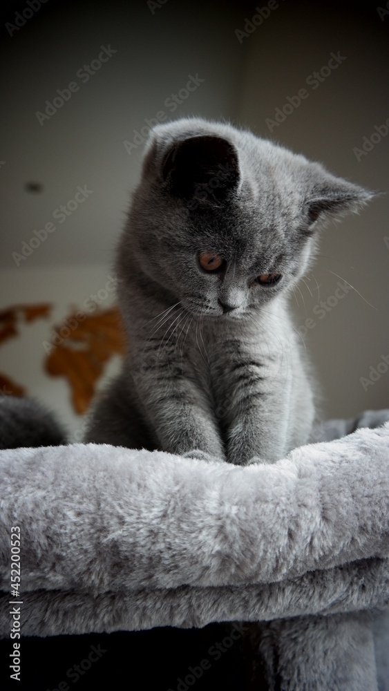 Süße Kitten - niedliche britisch Kurzhaar Katze 