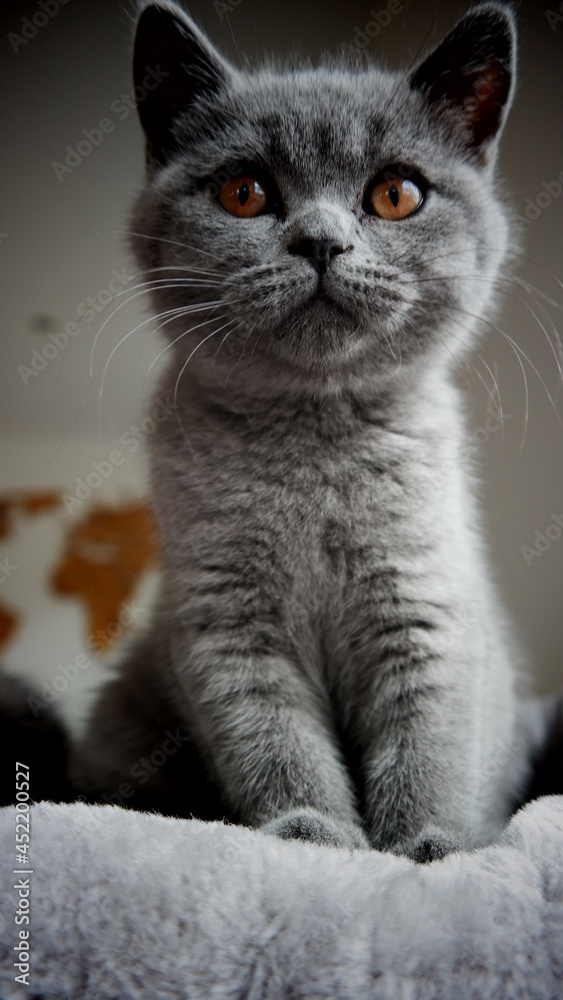 Süße Kitten - sitzende britisch Kurzhaar Katze 