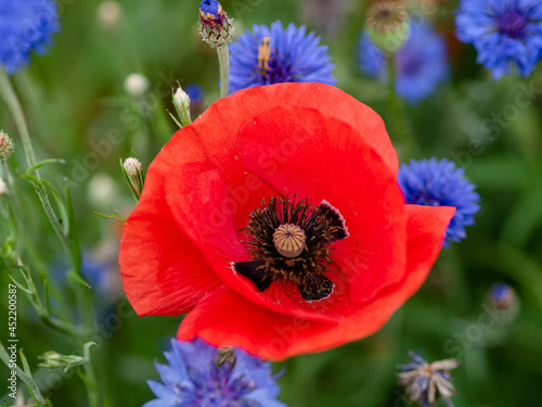 Beautiful red poppy flower and blue cornflowers