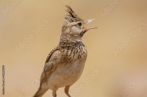Very beautiful shot of the endangered Crested Lark bird in its natural environment ( Galerida cristata ) 