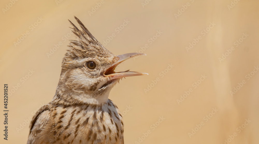 Fototapeta premium Very beautiful shot of the endangered Crested Lark bird in its natural environment ( Galerida cristata ) 