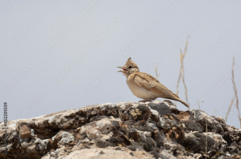 Very beautiful shot of the endangered Crested Lark bird in its natural environment ( Galerida cristata )
Very beautiful shot of the endangered Crested Lark bird in its natural environment ( Galerida cristata )