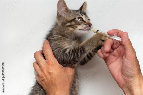 Top view of woman hand holding syringe with helminths medicine for kitten on the white background