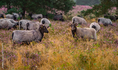 Die Westuper Heide bei Haltern im Münsterland photo