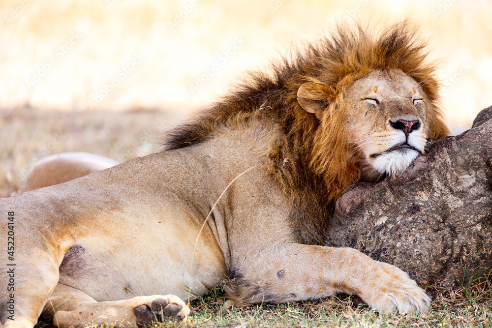 Naklejka premium Male lion in Africa
