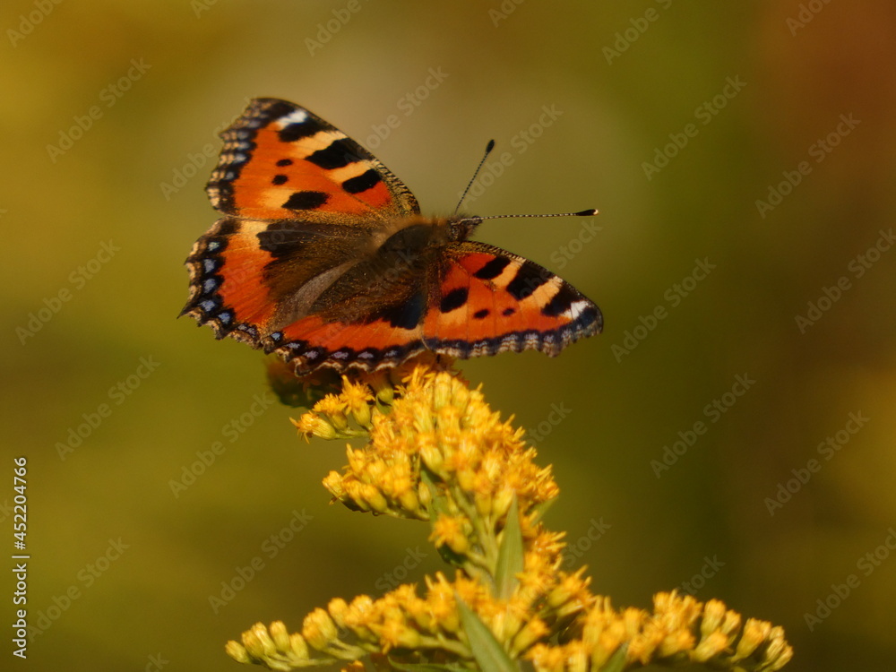 Obraz premium Small tortoiseshell butterfly (Aglais urticae) on Canadian goldenrod (Solidago canadensis), Gdansk, Poland