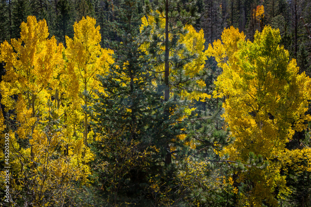 Aspens in full fall colors bring splashes of yellow to the dense pine forrest of the North Rim of the Grand Canyon.