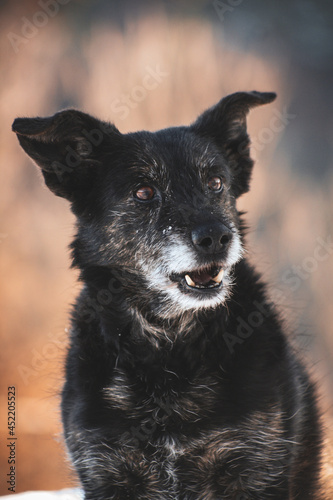 Porträt eines schwarzen Terrier-Hundes mit Wald im Hintergrund im Herbst photo