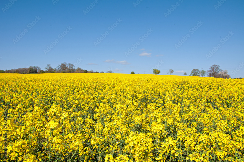 Summertime canola crops in the UK.