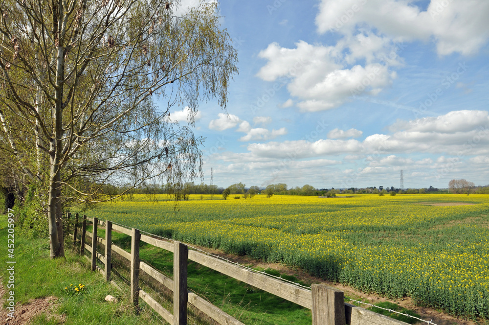 Summertime canola crops in the UK.