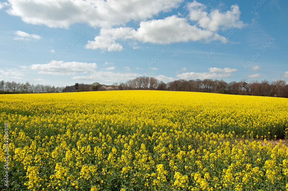 Summertime canola crops in the UK.
