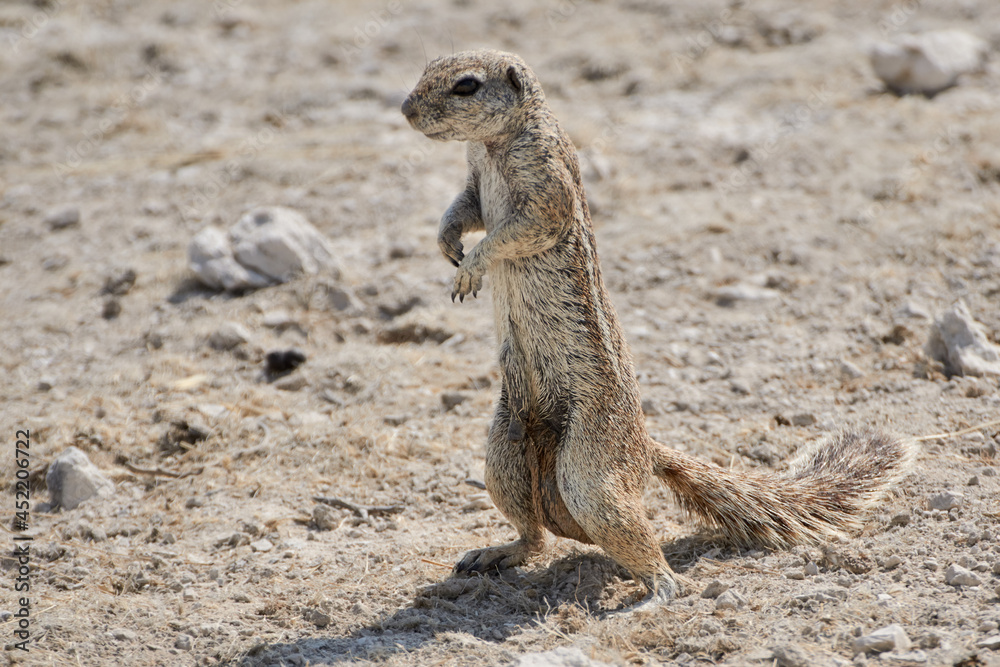 Close-up of a Cape ground squirrel or South African ground squirrel (Xerus inauris) in the desert of Namibia, Africa. Close-up of a Cape ground squirrel or South African ground squirrel (Xerus inauris) in the desert of Namibia, Africa.