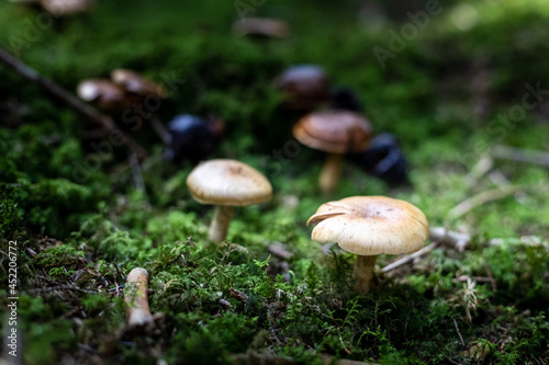 Mushrooms in a German forest