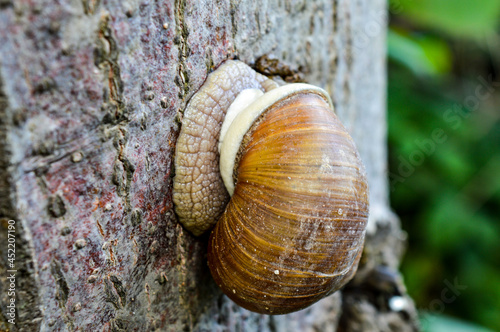 A snail climbing up the bark of a tree