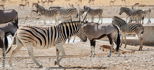 Herd of wild animals on safari at Etosha national park  Namibia  Africa.