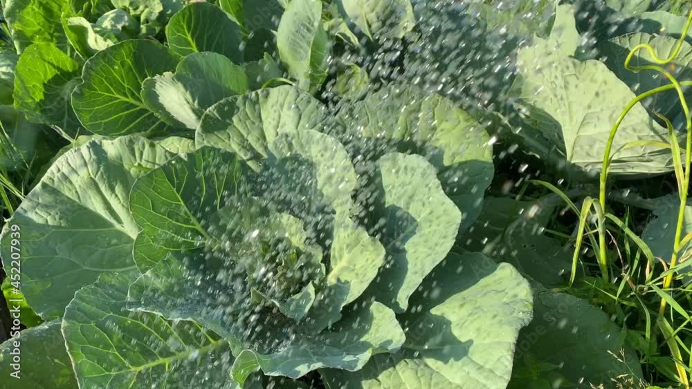Watering cabbage in hot weather. Mobile Video Watering cabbage in hot weather. Mobile Video