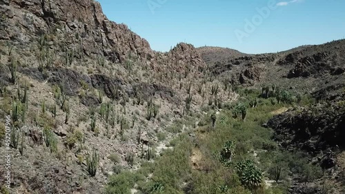 Slow flyby of an oasis in a cactus desert of Mexico Aerial shot photo