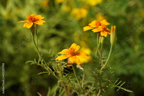 yellow flowers in the garden