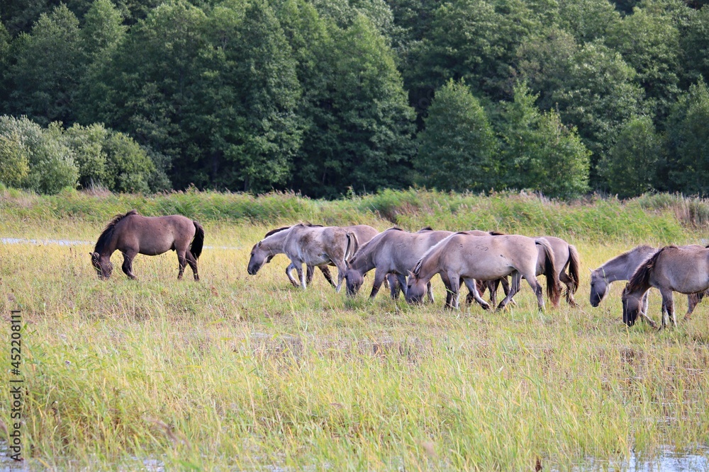 Herd of wild horses grazes in a wide meadow along the river bed Herd of wild horses grazes in a wide meadow along the river bed