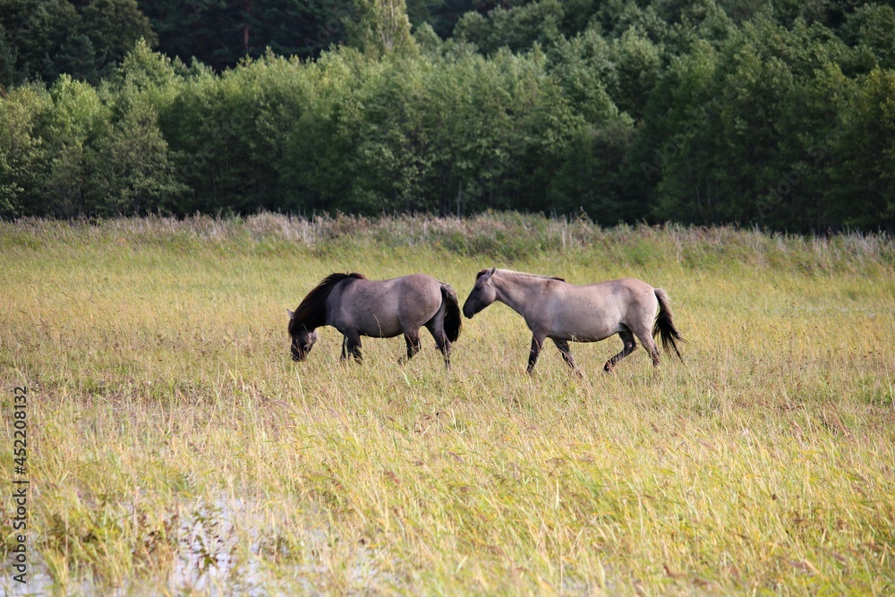 Herd of wild horses grazes in a wide meadow along the river bed Herd of wild horses grazes in a wide meadow along the river bed