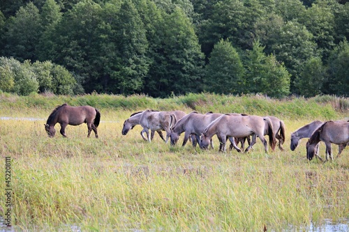 Herd of wild horses grazes in a wide meadow along the river bed