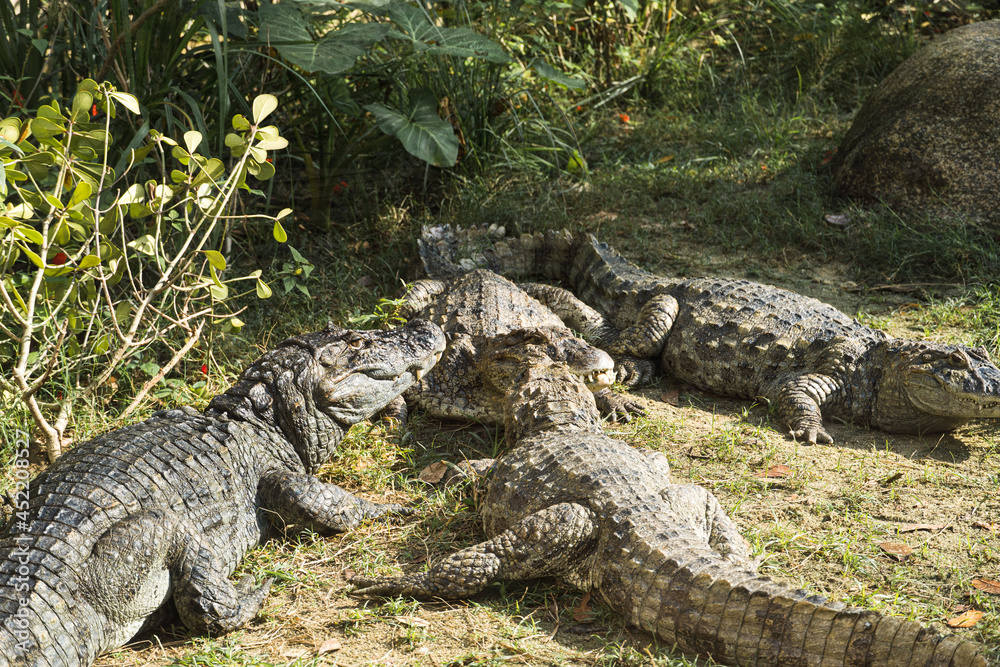 Alligator puppies (pap yellow alligator) in the park of Rio de Janeiro, Brazil. Alligator puppies (pap yellow alligator) in the park of Rio de Janeiro, Brazil.