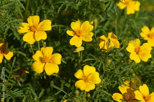 yellow flowers in spring