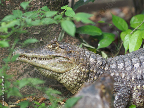 Caiman on the banks of the Amazon