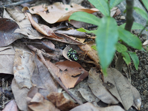 Poison dart frog in undergrowth in the Peten jungle, Guatemala
