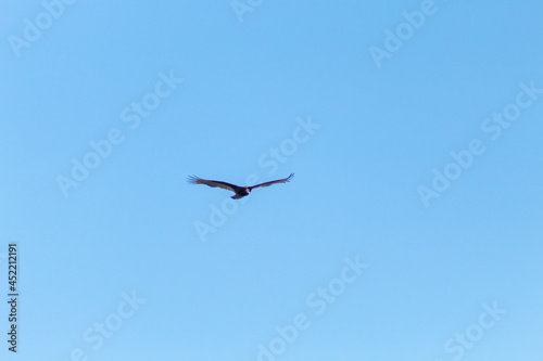 Vulture in the sky © Fotos GE