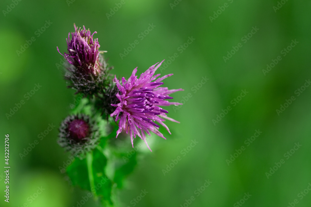 Bees Pollinating Thistle flowers in Summertime macro