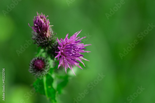 Bees Pollinating Thistle flowers in Summertime macro