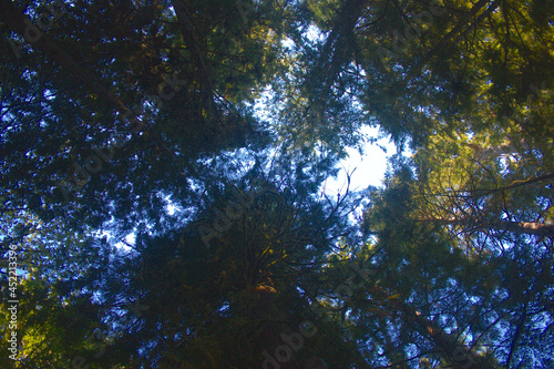 trees and sky