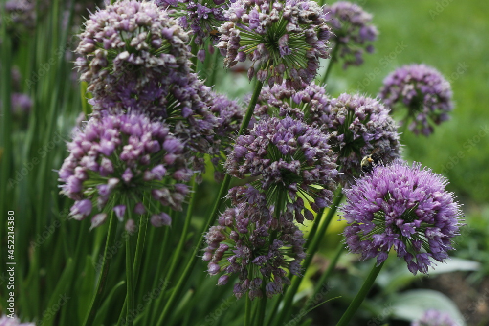 Garlic Chives, Allium tuberosum Garlic Chives, Allium tuberosum
