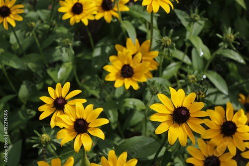 Rudbeckia  Black-Eyed Susans