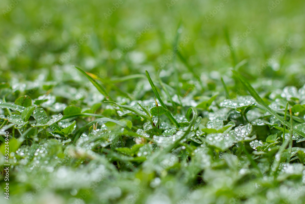Green grass after rain. Dew on green grass Green grass after rain. Dew on green grass