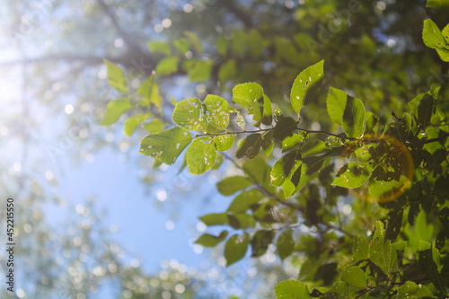 Green Leaves with Lens Flare